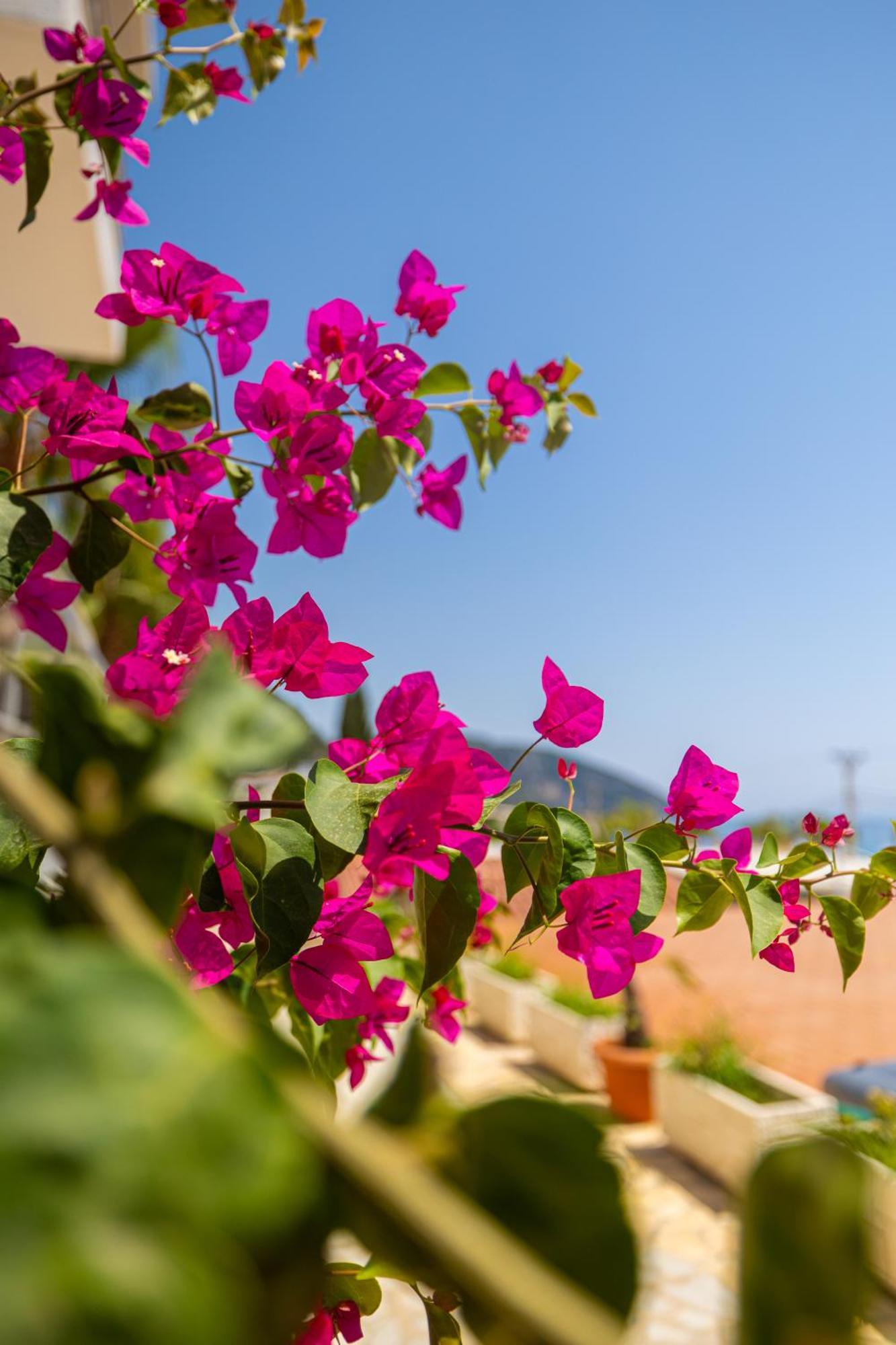 Royal Blue Hotel Dhërmi Екстериор снимка